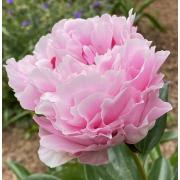 Пион Sarah Bernhardt 3/5 (5 шт) height=