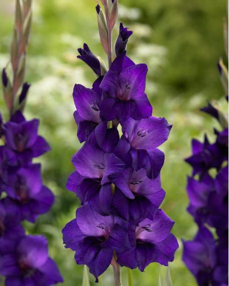 Гладиолус Purple Flora 10/12 ( 60 шт)