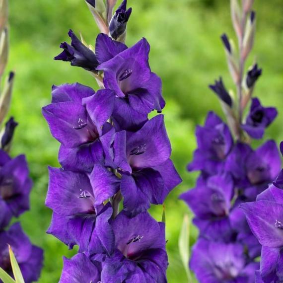 Гладиолус Purple Flora 10/12 ( 60 шт)