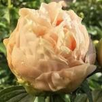 Пион Kingsday 4/6