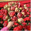 Тюльпан Asian Beauty 12+ (200 шт)