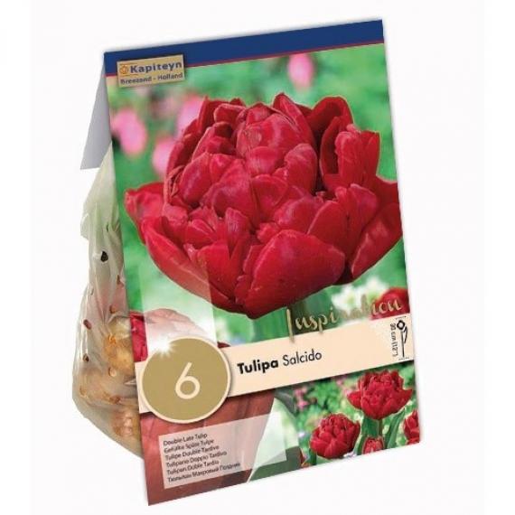Тюльпан Asian Beauty 12+ (30 шт)