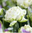 Тюльпан Duchess 12+ (30 шт)