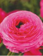 Ranunculus Pink 6+