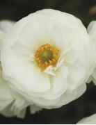 Ranunculus White 6+