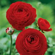 Ranunculus Red 6+