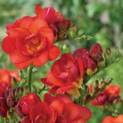 Freesia Double Red 5/+