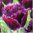 Тюльпан Purple Crystal 11/12 (30шт)