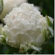 Тюльпан Snow Crystal 11/12 (30шт)