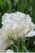 Тюльпан Snow Crystal 11/12 (30шт)