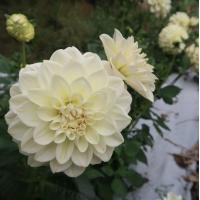 Георгина Caramel Antique (5 шт.)