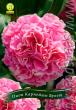 Пион Carnation Bouquet 3/5
