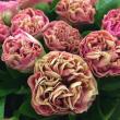 Півонія Carnation Bouquet 3/5