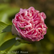 Півонія Carnation Bouquet 3/5