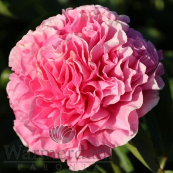 Пион Carnation Bouquet 3/5