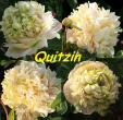Quitzin 2/3 Hybride