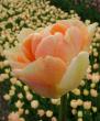 Тюльпан Charming Beauty 11/12 (30шт)