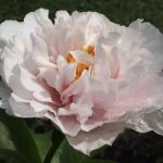 Пион Blushing Princess 3/5 (5 шт)