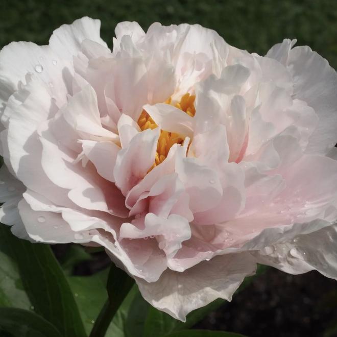 Пион Blushing Princess 3/5 (5 шт)