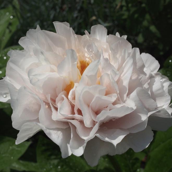 Пион Blushing Princess 3/5 (5 шт)