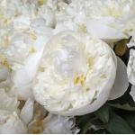 Пион Duchess de Nemours 3/5 (5 шт)