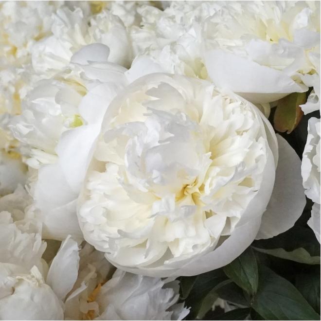 Пион Duchess de Nemours 3/5 (5 шт)