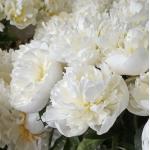 Пион Duchess de Nemours 3/5 (5 шт)