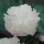 Пион Gardenia 3/5 (5 шт)