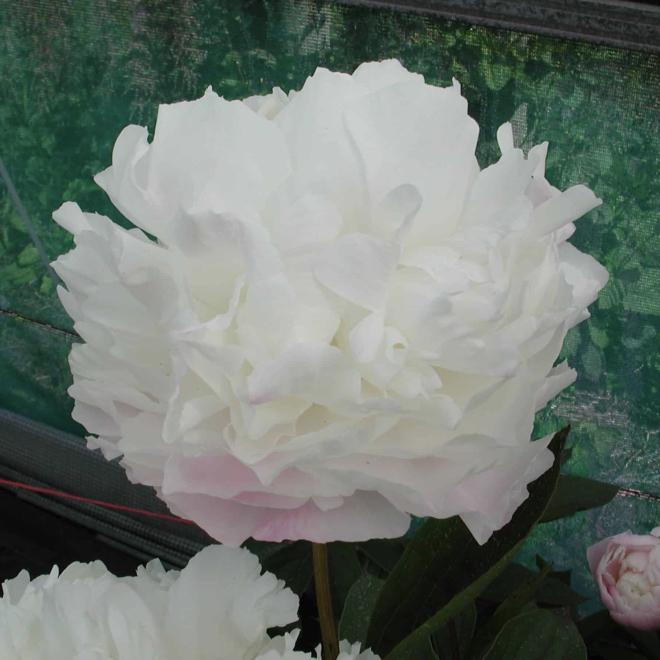 Пион Gardenia 3/5 (5 шт)