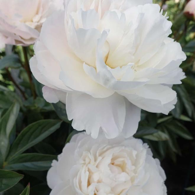 Пион Gardenia 3/5 (5 шт)