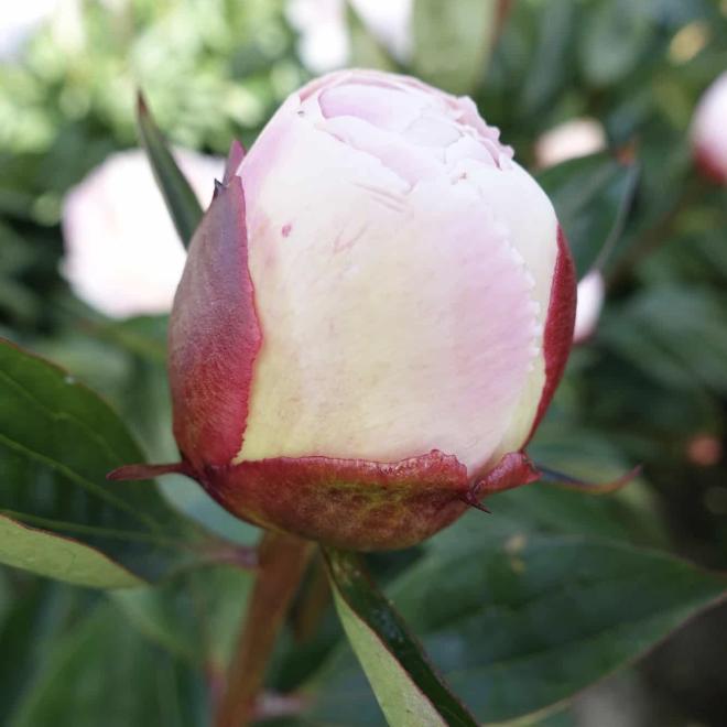 Пион Gardenia 3/5 (5 шт)