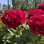 Пион Henry Bockstoce 3/5 (5 шт)