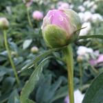 Пион Jacorma 3/5 (5 шт)