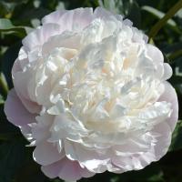 Півонія Mary E Nickolls 4/6 (5 шт)