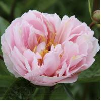 Півонія Pink Vanguard 3/5 (3 шт)