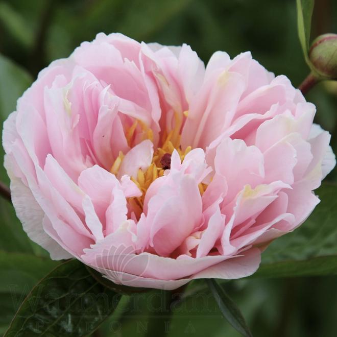 Пион Pink Vanguard 3/5 (3 шт)