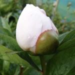 Пион Pink Vanguard 3/5 (3 шт)