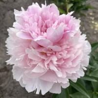 Півонія Reine Supreme 3/5 (5 шт)