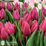 Тюльпан Pink Ardour 12+ (30 шт.)