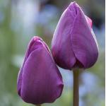 Тюльпан Purple Prince 11/12 (30 шт.)