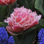 Тюльпан Queensland 11+ (30 шт.)