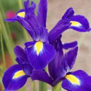 Ирис Hollandica Discovery Purple 9/10 (50 шт.) height=