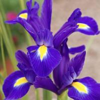 Ірис Hollandica Discovery Purple 9/10 (50 шт.)