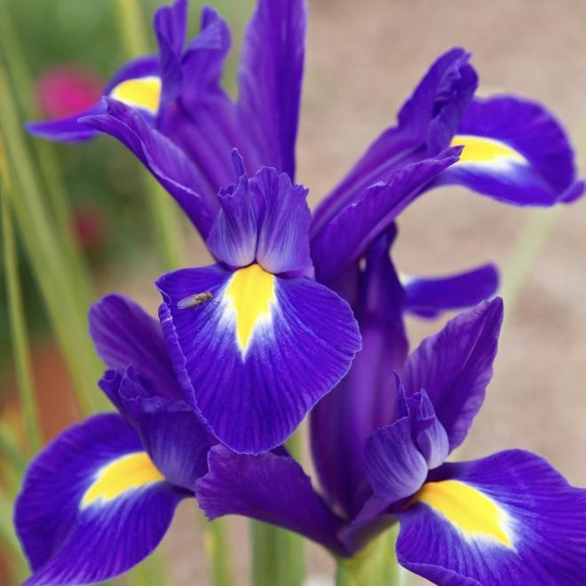 Ирис Hollandica Discovery Purple 9/10 (50 шт.)