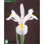 Ирис Hollandica White Magic 8/9 (50шт)