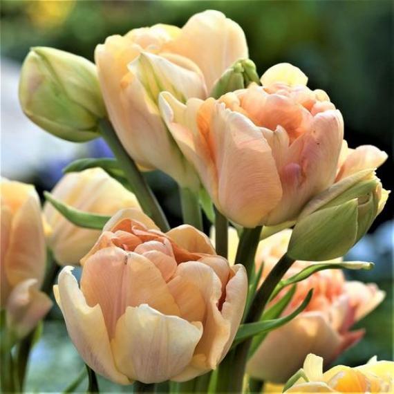 Тюльпан Charming Beauty 12+