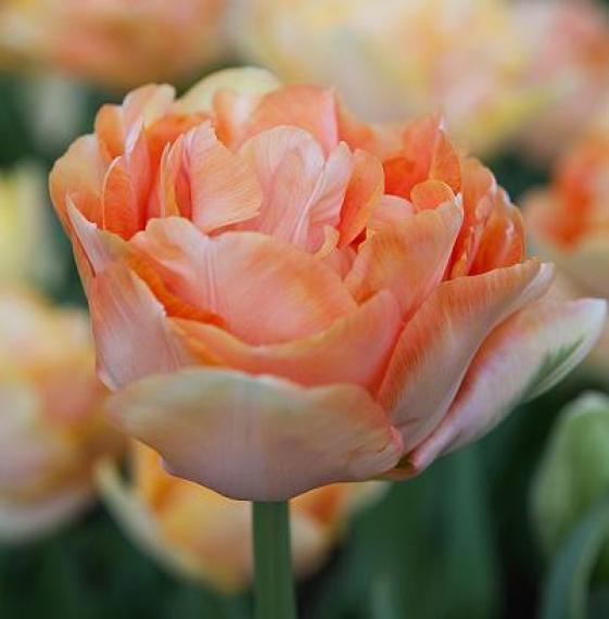 Тюльпан Charming Beauty 12+