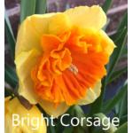 Нарцисс Bright Corsage 12/14 (10 шт) 