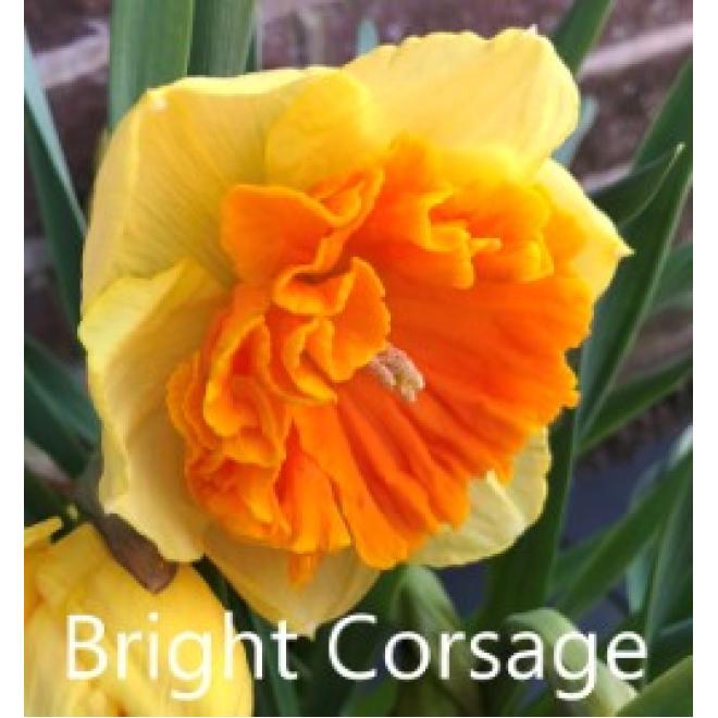 Нарцисс Bright Corsage 12/14 (10 шт) 