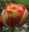 Тюльпан Andante 12+
